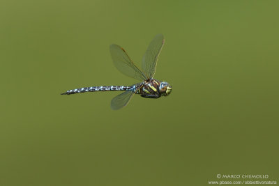 Aeshna juncea