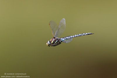 Aeshna juncea