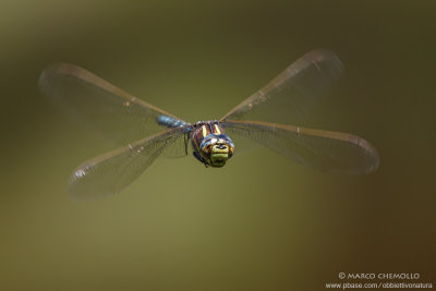 Aeshna juncea