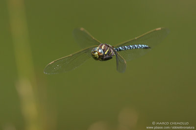 Aeshna juncea