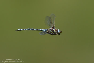 Aeshna juncea