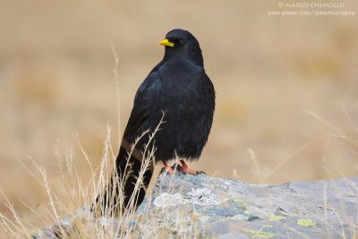Alpine Chough - Gracchio Alpino (Pyrrhocorax graculus)