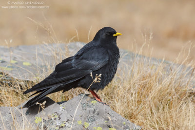 Alpine Chough - Gracchio Alpino (Pyrrhocorax graculus)