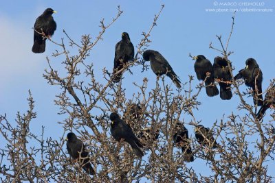 Alpine Chough - Gracchio Alpino (Pyrrhocorax graculus)