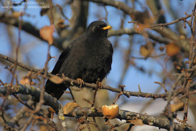 Alpine Chough - Gracchio Alpino (Pyrrhocorax graculus)
