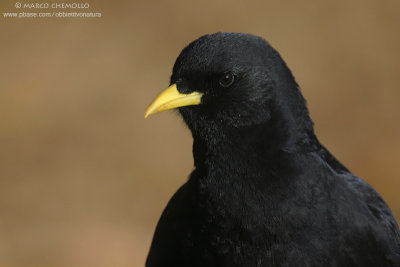 Alpine Chough - Gracchio Alpino (Pyrrhocorax graculus)