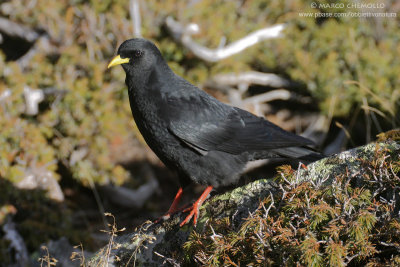 Alpine Chough - Gracchio Alpino (Pyrrhocorax graculus)