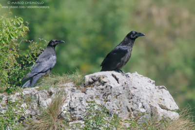 Raven - Corvo imperiale (Corvus corax)