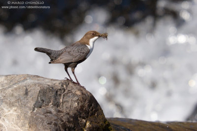 Dipper - Merlo acquaiolo (Cinclus cinclus)
