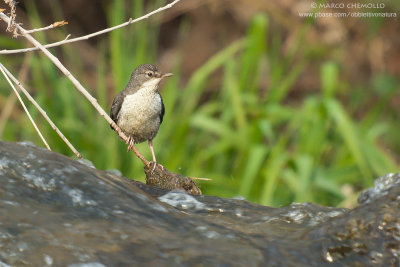 Dipper - Merlo acquaiolo (Cinclus cinclus)