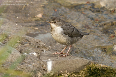 Dipper - Merlo acquaiolo (Cinclus cinclus)