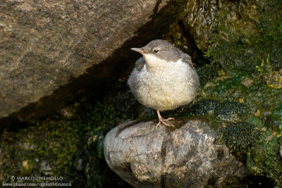 Dipper - Merlo acquaiolo (Cinclus cinclus)