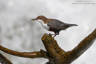 Dipper - Merlo acquaiolo (Cinclus cinclus)