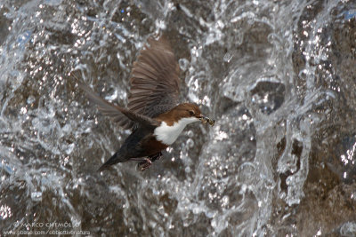Dipper - Merlo acquaiolo (Cinclus cinclus)