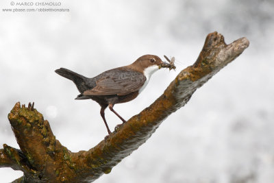 Dipper - Merlo acquaiolo (Cinclus cinclus)