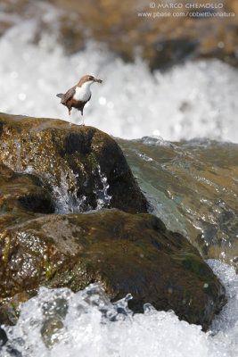 Dipper - Merlo acquaiolo (Cinclus cinclus)