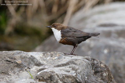 Dipper - Merlo acquaiolo (Cinclus cinclus)