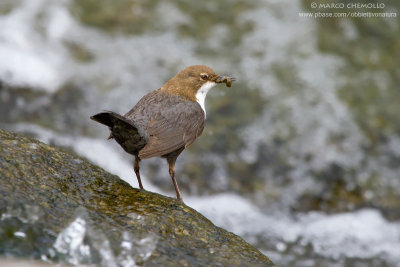 Dipper - Merlo acquaiolo (Cinclus cinclus)