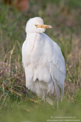 Cattle egret - Airone guardabuoi (Bubulcus ibis)