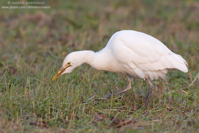 Cattle egret - Airone guardabuoi (Bubulcus ibis)