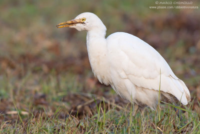 Cattle egret - Airone guardabuoi (Bubulcus ibis)