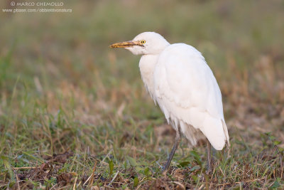 Cattle egret - Airone guardabuoi (Bubulcus ibis)