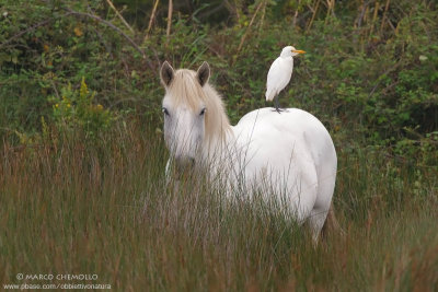 Cattle egret - Airone guardabuoi (Bubulcus ibis)