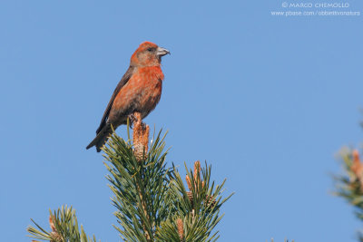 Red Crossbill - Crociere (Loxia curvirostra)