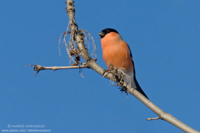 Bullfinch - Ciuffolotto (Pyrrhula pyrrhula)