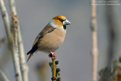 Hawfinch - Frosone (Coccothraustes coccothraustes)