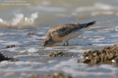 Red Knot - Piovanello maggiore (Calidris canutus)
