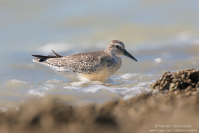 Red Knot - Piovanello maggiore (Calidris canutus)