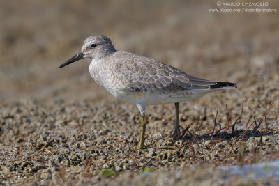 Calidris canutus (piovanello maggiore)