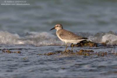 Red Knot - Piovanello maggiore (Calidris canutus)