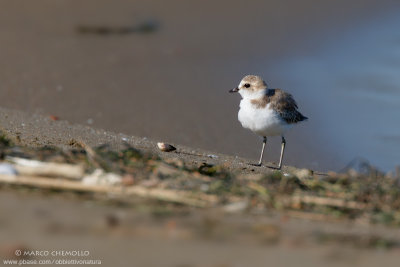 Kentish Plover - Fratino (Charadrius alexandrinus)