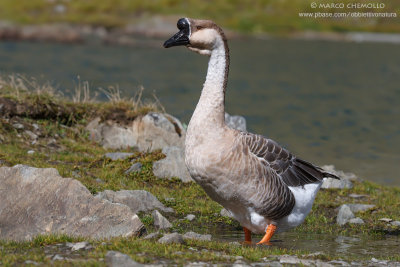 Swan Goose - Oca cignoide (Anser cygnoides)