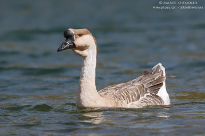 Swan Goose - Oca cignoide (Anser cygnoides)