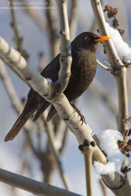 Blackbird - Merlo (Turdus merula)