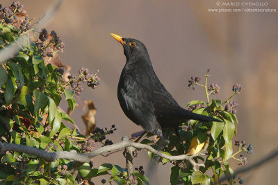 Blackbird - Merlo (Turdus merula)