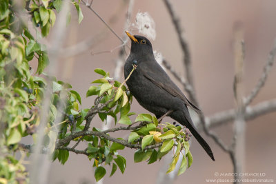 Blackbird - Merlo (Turdus merula)