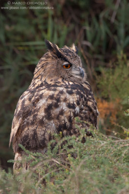 Eagle Owl - Gufo reale (Bubo bubo)