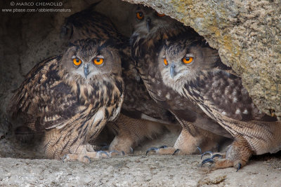 Eagle Owl - Gufo reale (Bubo bubo)