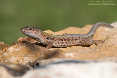Italian Wall Lizard - Lucertola campestre (Podarcis siculus)