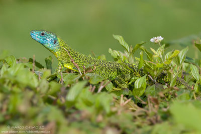 Western Green Lizard - Ramarro occidentale (Lacerta bilineata)