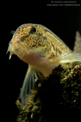 Cobite italiano (Cobitis bilineata)