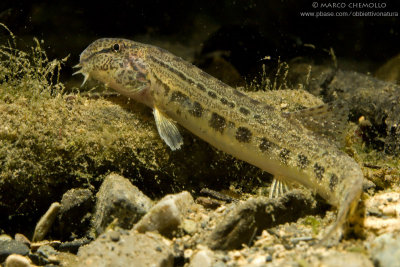 Cobite italiano (Cobitis bilineata)