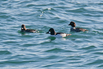Goldeneye - Quattrocchi (Bucephala clangula)
