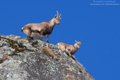 Ibex - Stambecco (Capra ibex)