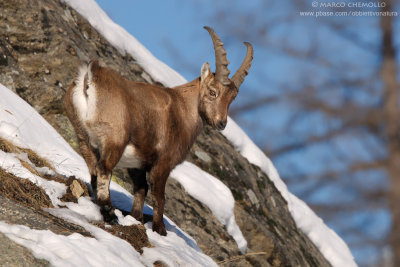 Ibex - Stambecco (Capra ibex)