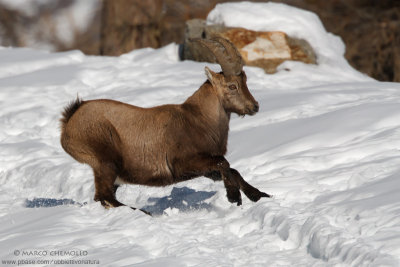 Ibex - Stambecco (Capra ibex)